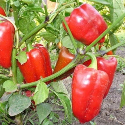 Перец Виктория (1шт.)