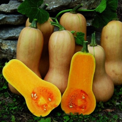 Тыква Батернат (1шт.)