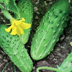 Огірок Роднічок (1шт.)