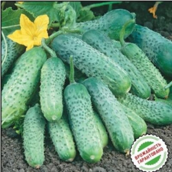 Огурец Пасамонте F1 (1шт.)