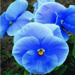 Віола Великоквітк Дункленбау (1шт.)