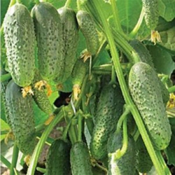 Огурец Пасамонте F1 (1шт.)
