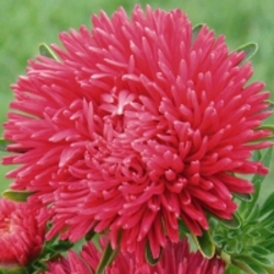 Астра Крайлен люкс (1шт.)