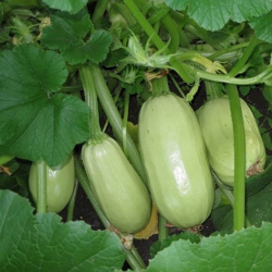 Кабачок Грибовский (1шт.)