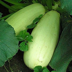 Кабачок Грибовский (1шт.)