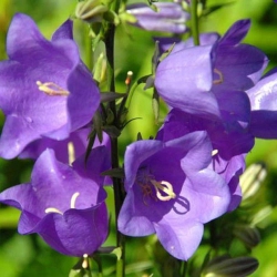 Дзвіночок Блакитний (1шт.)