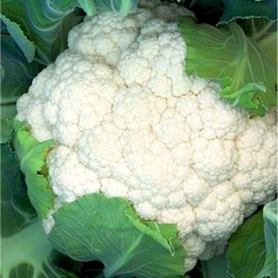 Капуста Цветная Опал (1шт.)