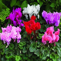 Цикламен Персидський (1шт.)