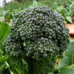 Капуста брокколі Вітамінна (1шт.)