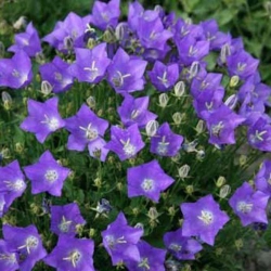 Дзвіночок Блакитний (1шт.)