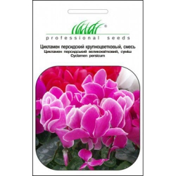 Цикламен Персидський (1шт.)