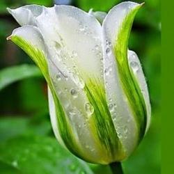 Тюльпан  Spring Green виридифлора (1шт.)