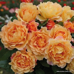 Английская роза Экскалибур (1шт.)