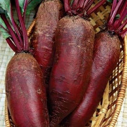 Буряк Циліндра (1шт.)