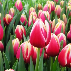 Тюльпан  Leen van der Mark триумф луковица (1шт.)