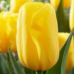 Тюльпан  Kikomachi триумф (1шт.)