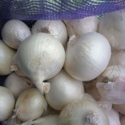 Цибуля Біла Королева (1шт.)