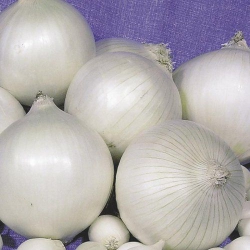 Цибуля Біла Королева (1шт.)