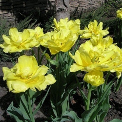 Тюльпан  Monte Carlo махровий цибулина (1шт.)