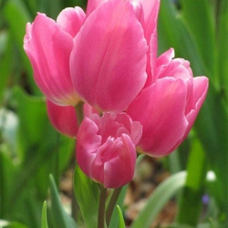 Тюльпан  Happy Family  мультифлора цибулина (1шт.)