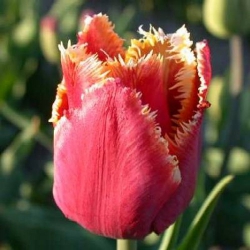 Тюльпан Noranda Бахромчатий цибулина (1шт.)