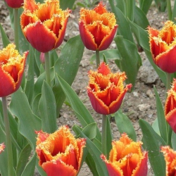 Тюльпан Palmares Бахромчатый (1шт.)