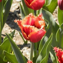 Тюльпан Palmares Бахромчатый (1шт.)