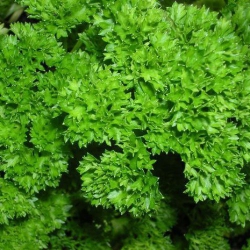 Петрушка Кудрявая (1шт.)