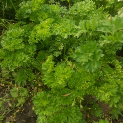 Петрушка Кудрявая (1шт.)
