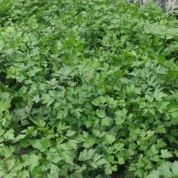 Петрушка Листовая Гиганте Где Италия (1шт.)