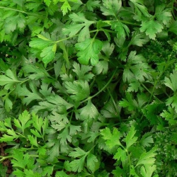 Петрушка Листовая Гиганте Где Италия (1шт.)