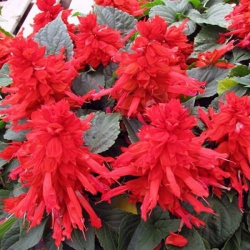 Сальвия Пиколо (1шт.)