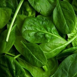 Шпинат Матадор (1шт.)