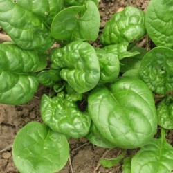 Шпинат Матадор (1шт.)