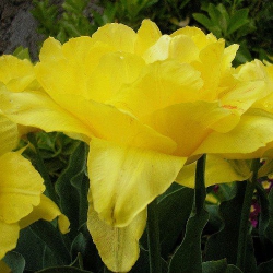 Тюльпан  Monte Carlo махровий цибулина (1шт.)