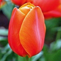 Тюльпан  Orange Cassini  триумф луковица (1шт.)