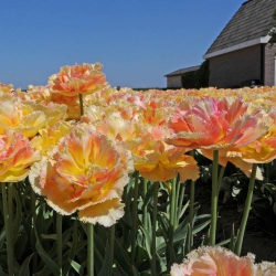 Тюльпан  VAYA CONDIOS  махр+бахромч (1шт.)