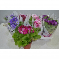 Вазон Примула кімнатна (1шт.)