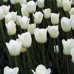 Тюльпан  White Dream Триумф (1шт.)