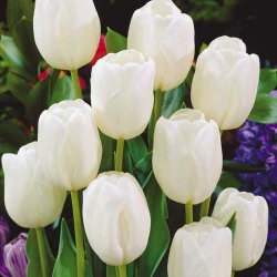 Тюльпан  White Dream Триумф (1шт.)