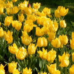 Тюльпан  Yellow Spider лілієв (1шт.)