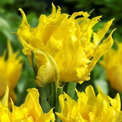 Тюльпан  Yellow Spider лілієв (1шт.)