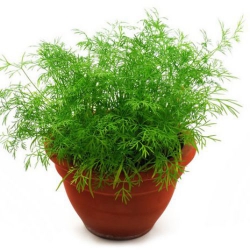 Укроп кустовой Салют (1шт.)