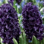 Гіацинт Blue Sapphire 14/15 цибулина (1шт.)