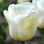 Тюльпан Calgary триумф луковица (1шт.)