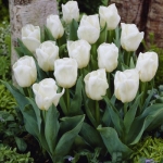 Тюльпан Calgary триумф луковица (1шт.)