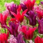 Тюльпан Doll’s minuet  (зеленоквітковий) цибулина (1шт.)