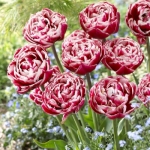 Тюльпан   Drumline  махр+многоцв (1шт.)