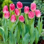 Тюльпан Dynasty тріумф цибулина (1шт.)