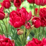 Тюльпан  Estatic мультифлора цибулина (1шт.)